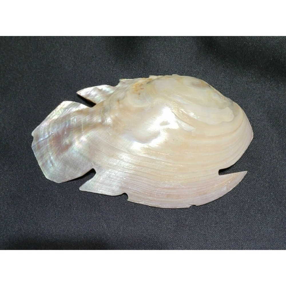 Large 5.5" x 3" Fish Shaped Carved White Polished Abalone Seashell Shell